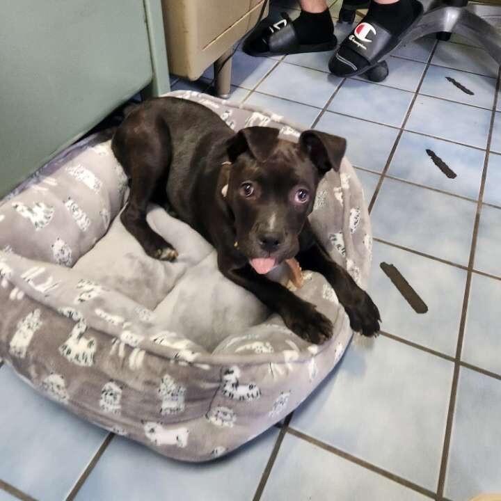 Enlarge Priscilla, a Adoptable mixed breed in Cortland, NY image 2/6