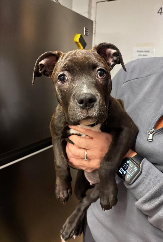 Enlarge Priscilla, a Adoptable mixed breed in Cortland, NY image 3/6