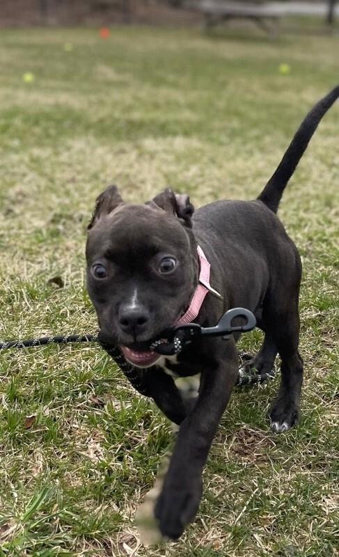 Enlarge Priscilla, a Adoptable mixed breed in Cortland, NY image 4/6