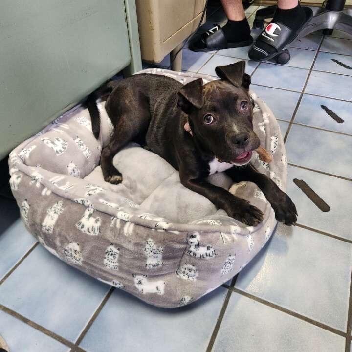 Enlarge Priscilla, a Adoptable mixed breed in Cortland, NY image 6/6