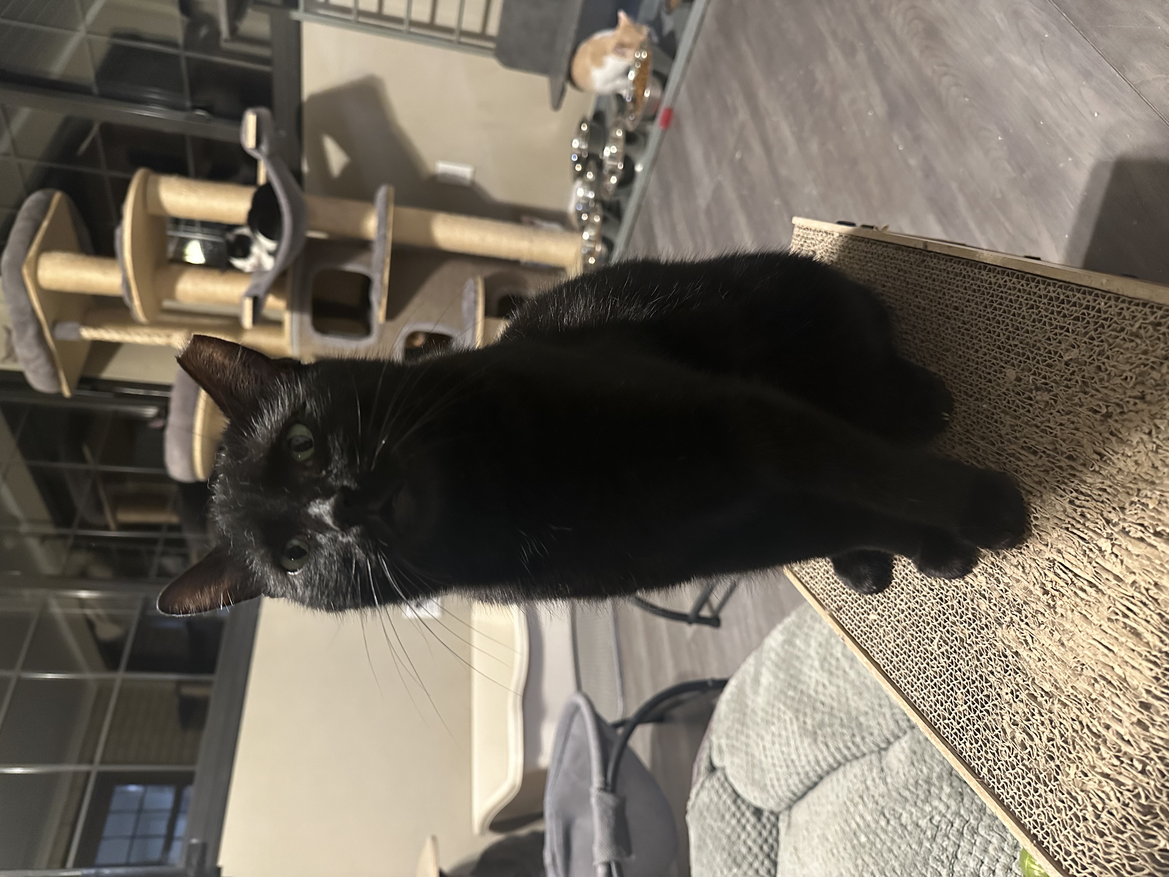 Enlarge Blanche, a Adoptable Domestic Short Hair image 1/4