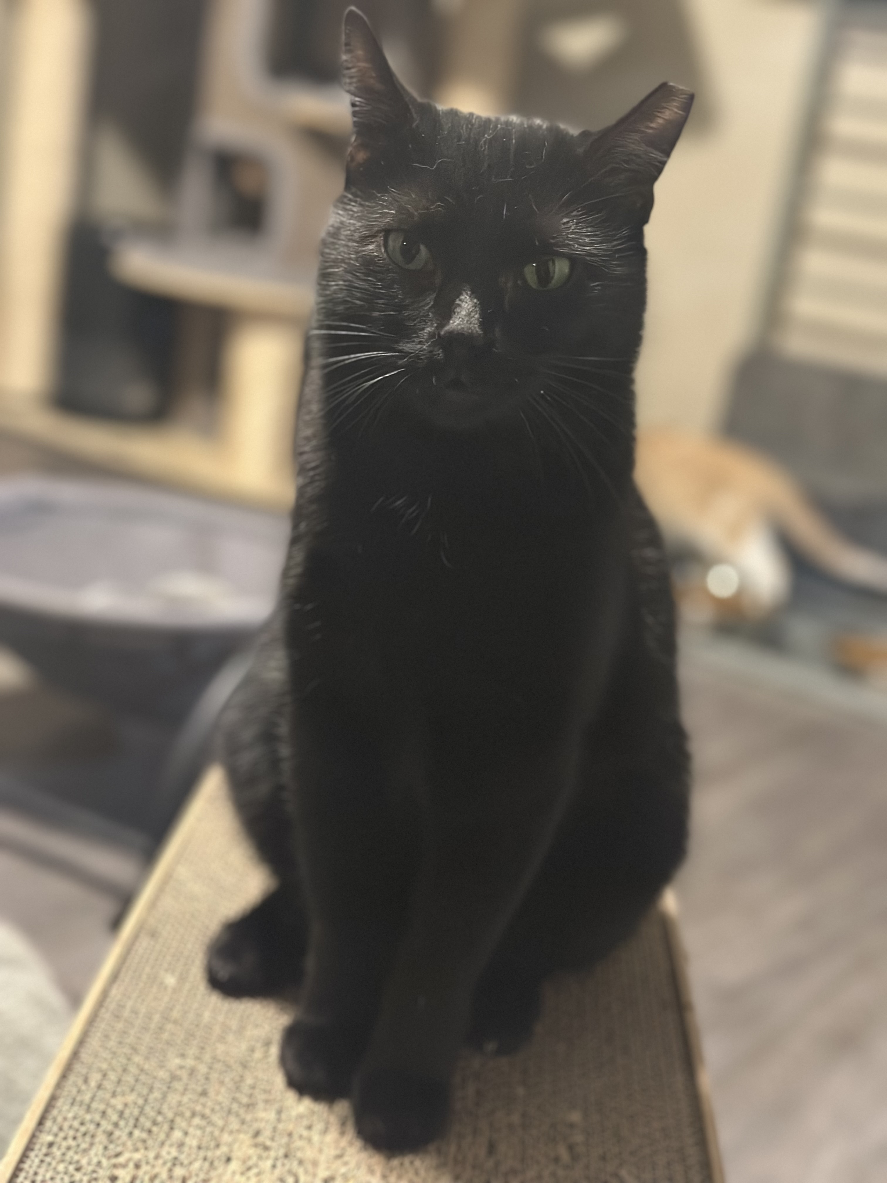 Enlarge Blanche, a Adoptable Domestic Short Hair image 2/4