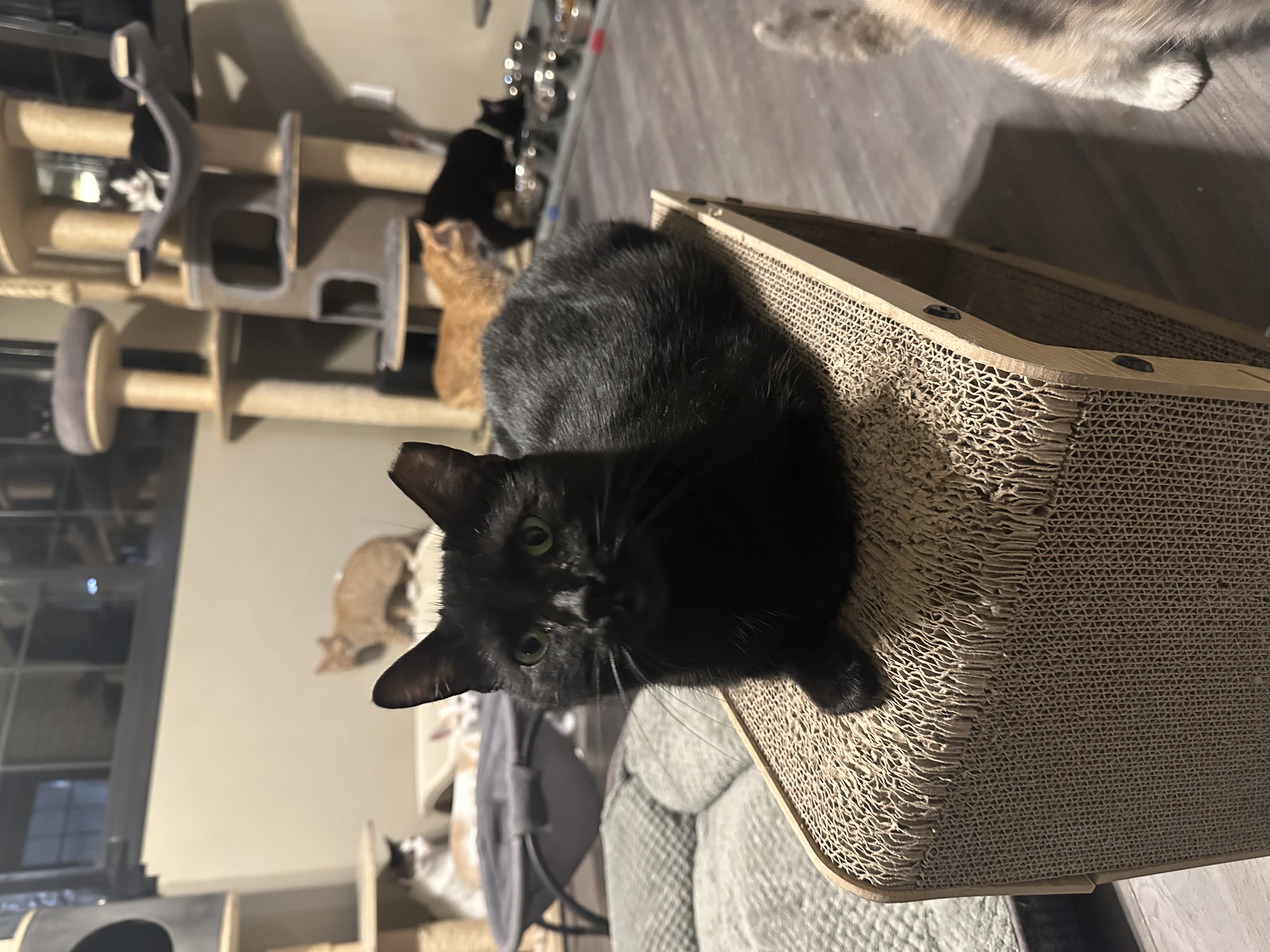 Enlarge Blanche, a Adoptable Domestic Short Hair image 3/4