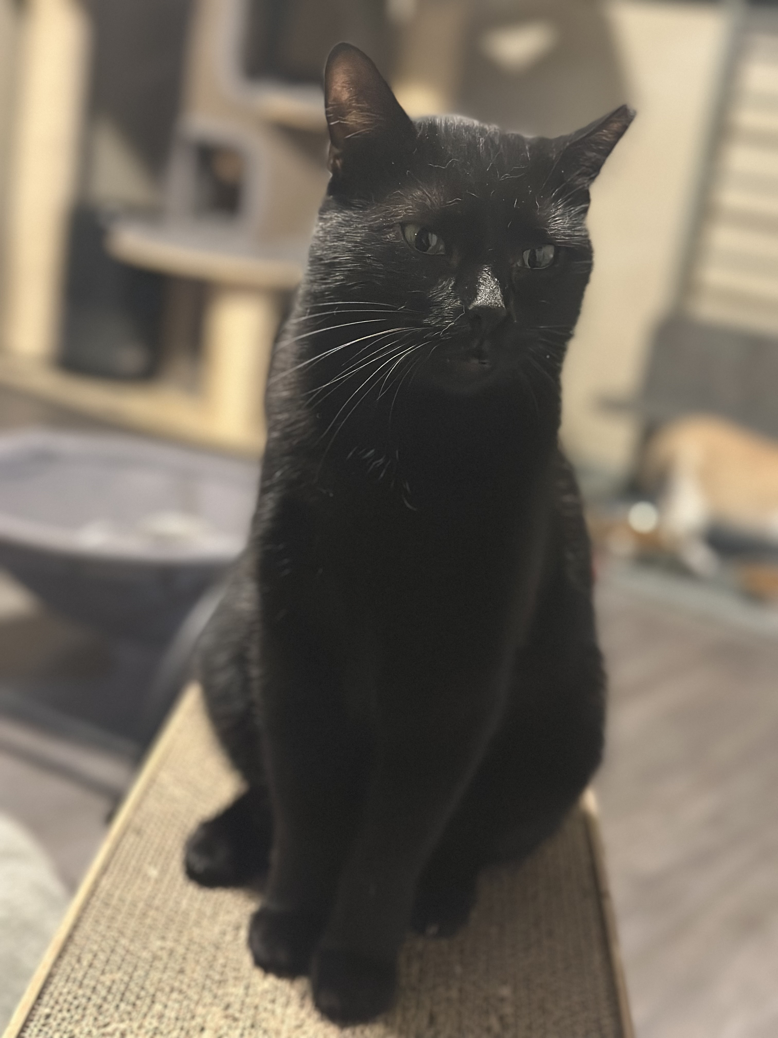 Enlarge Blanche, a Adoptable Domestic Short Hair image 4/4