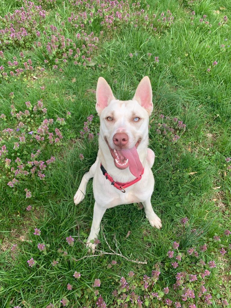 Ellie, ADOPTABLE, Adult Female Husky.