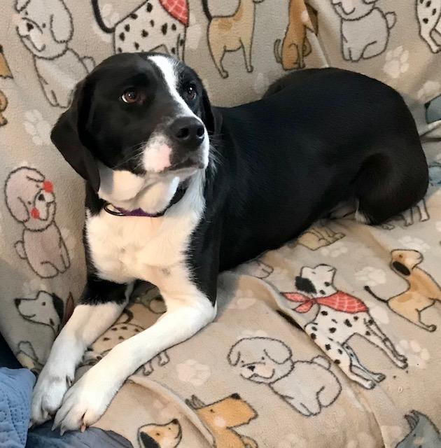 Luna, adopted, Young Female Beagle & Labrador Retriever.