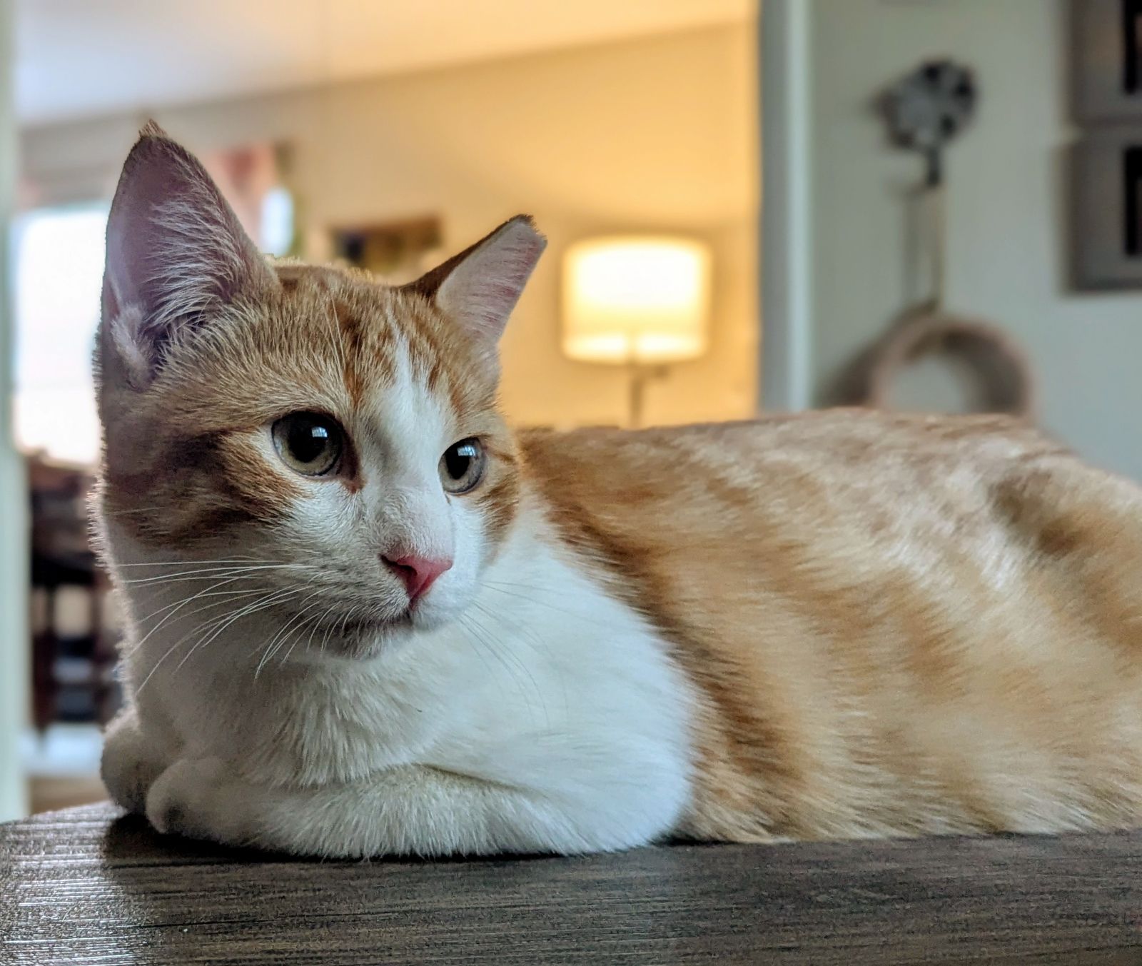 Comet (sister Lizzy available also)