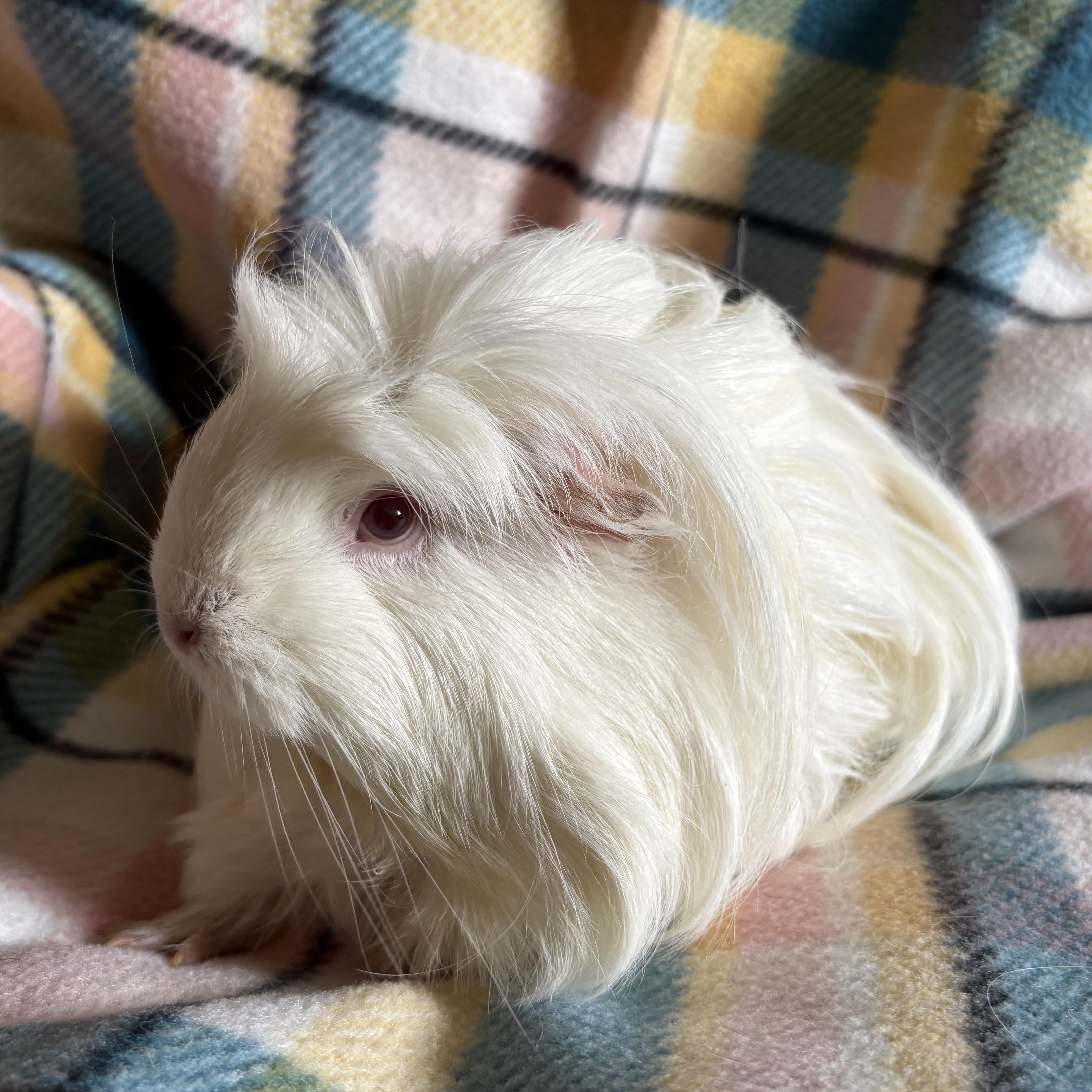 Debbie & Fiona, ADOPTABLE, Adult Female Peruvian.
