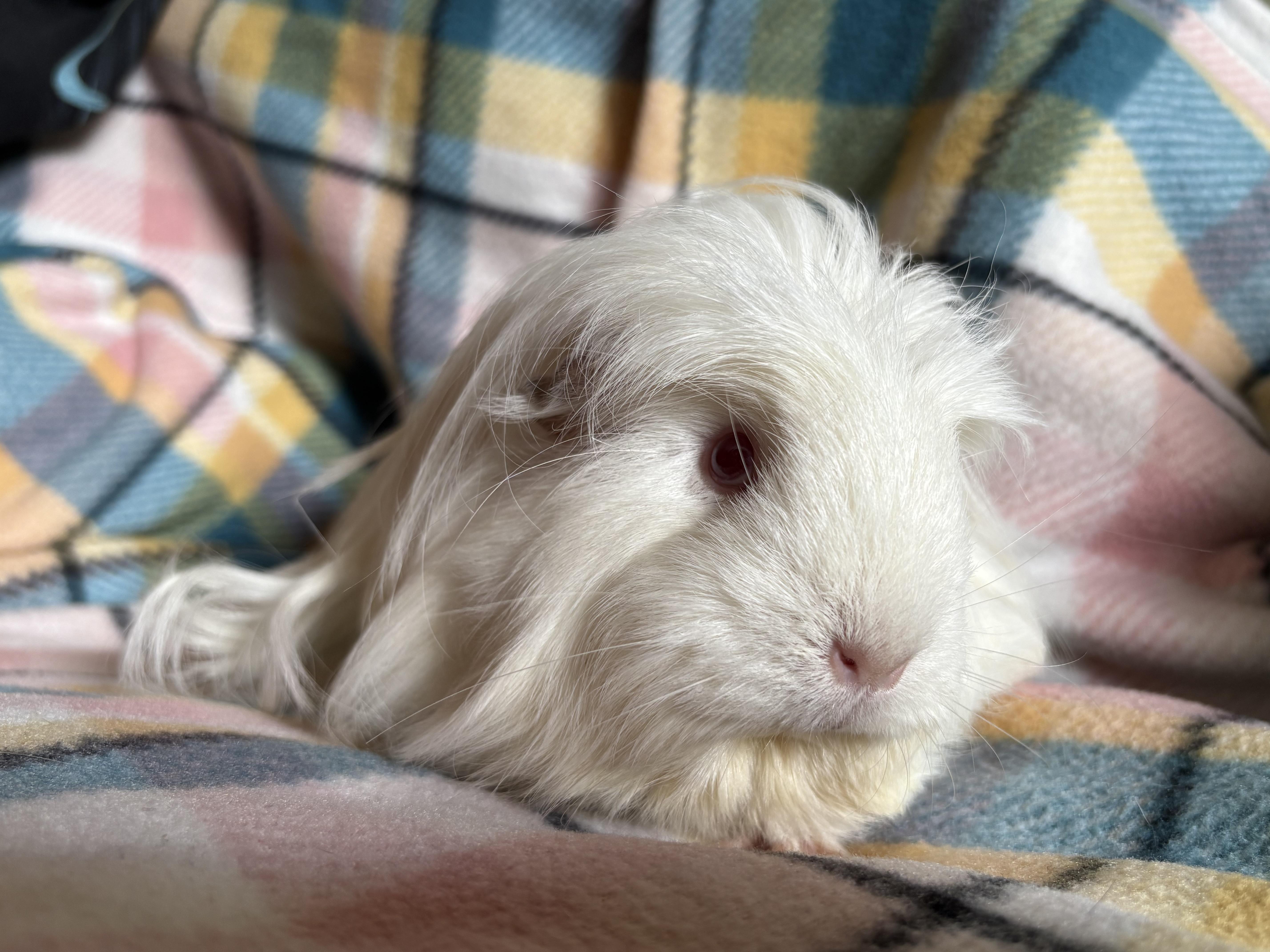 Enlarge Debbie & Fiona, a ADOPTABLE Peruvian in Olympia, WA image 4/6