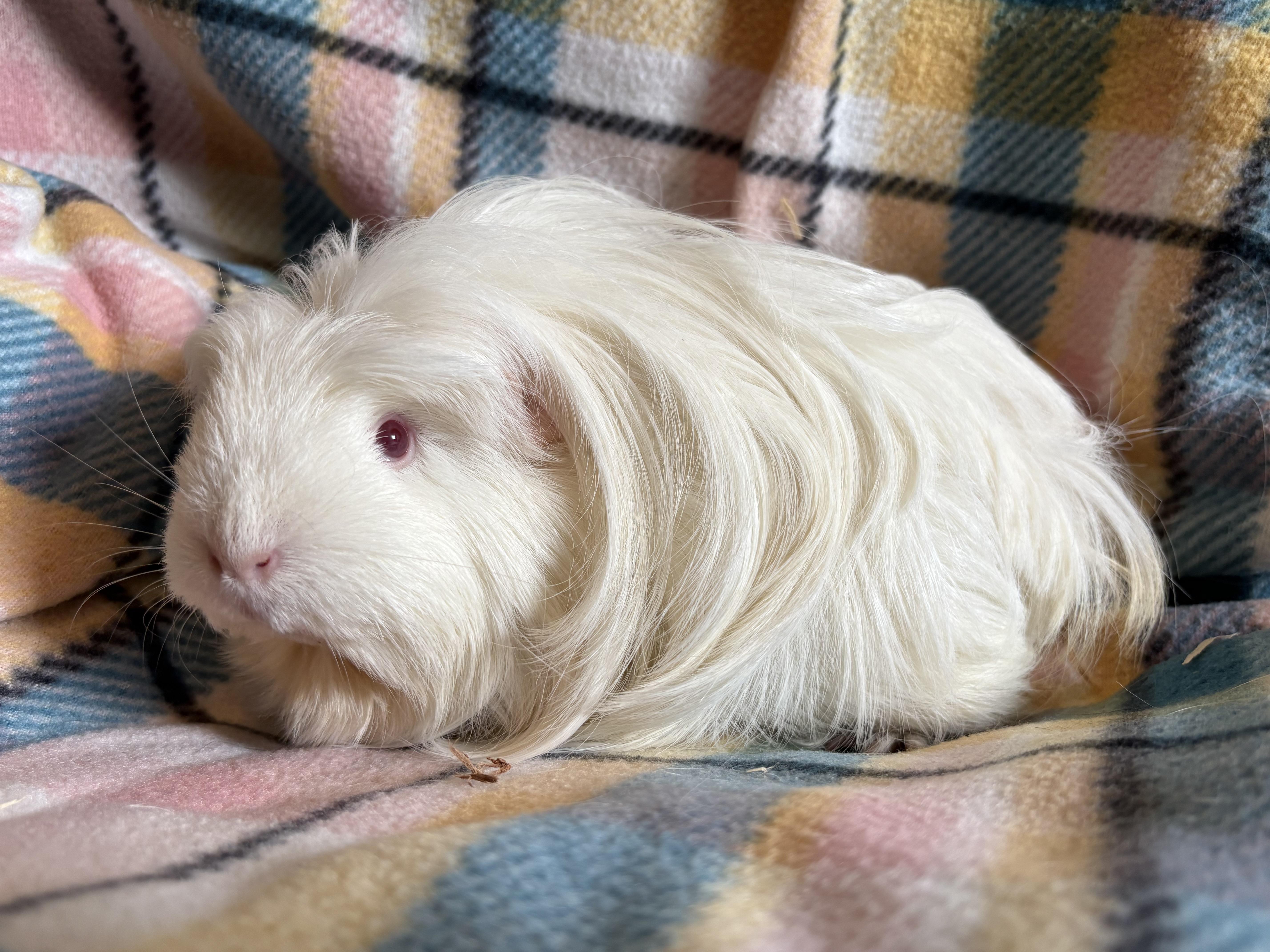 Enlarge Debbie & Fiona, a ADOPTABLE Peruvian in Olympia, WA image 2/6