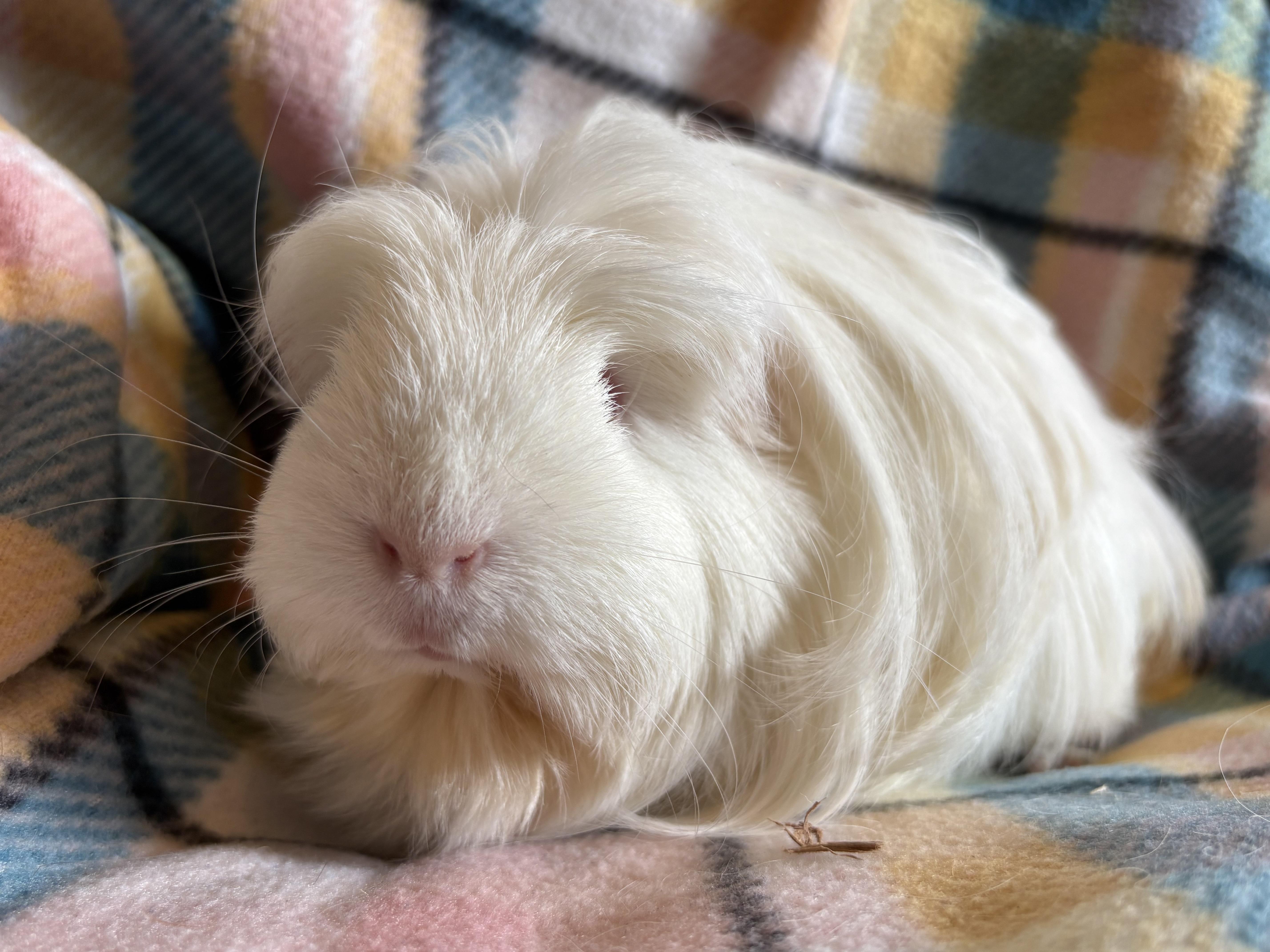 Enlarge Debbie & Fiona, a ADOPTABLE Peruvian in Olympia, WA image 6/6