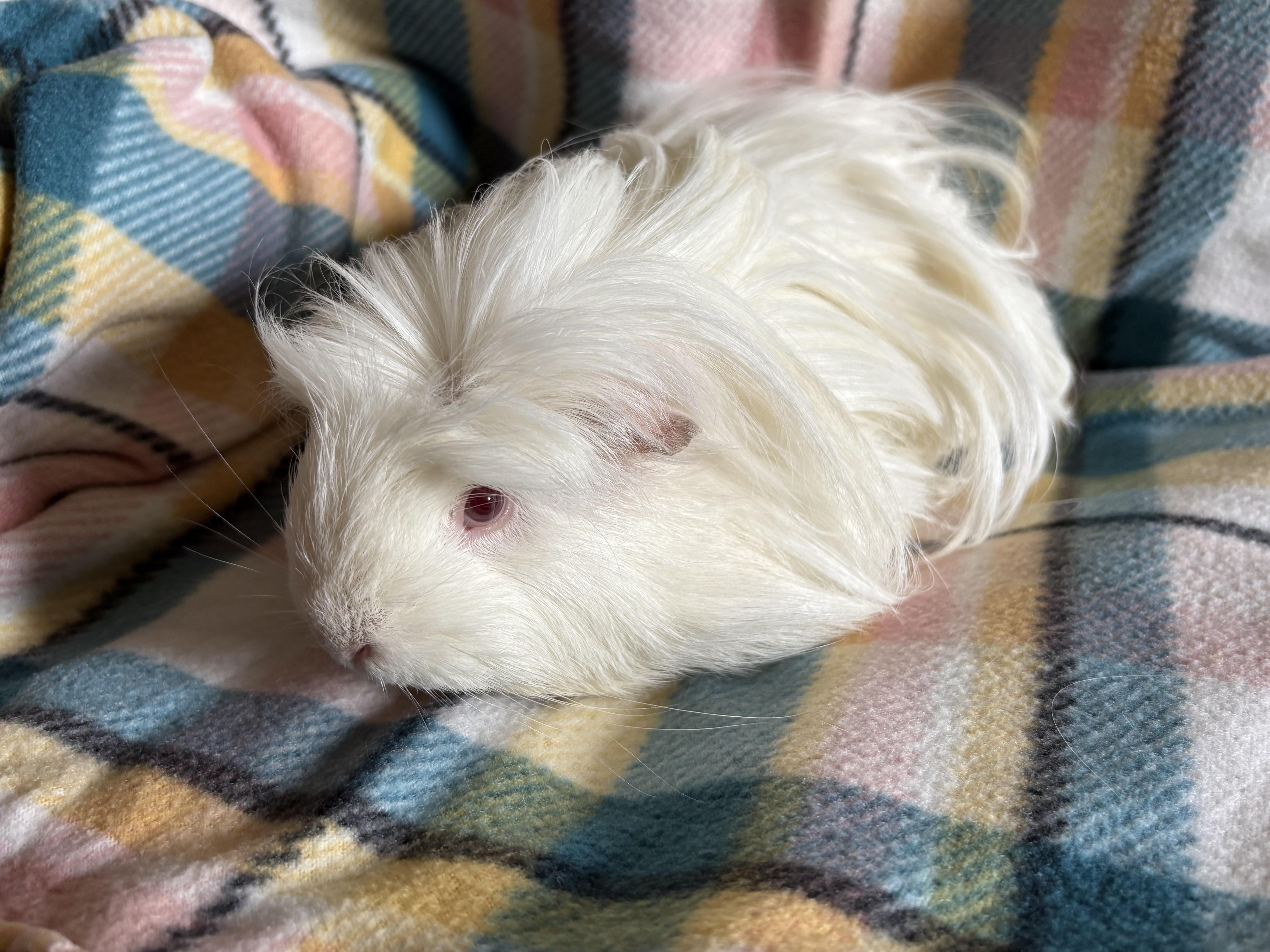 Enlarge Debbie & Fiona, a ADOPTABLE Peruvian in Olympia, WA image 5/6