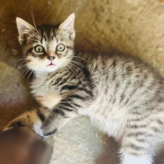 Kyle Grey, ADOPTABLE, Kitten Male Tabby & Domestic Short Hair.