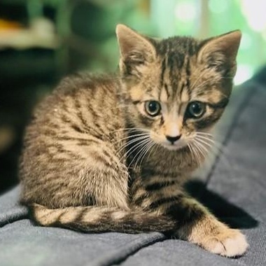 Enlarge Kyle Grey, a ADOPTABLE mixed breed in Hyattsville, MD image 5/6
