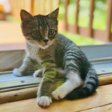 Enlarge Kyle Grey, a ADOPTABLE mixed breed in Hyattsville, MD image 3/6