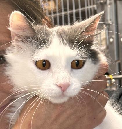 Michi, Adoptable, Young Female Domestic Medium Hair & Domestic Short Hair.