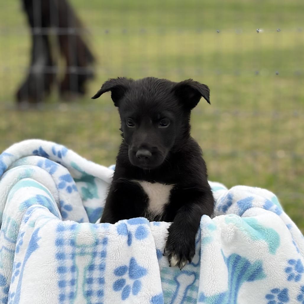 Chaplin, Adoptable, Puppy Male Shepherd & Cattle Dog.