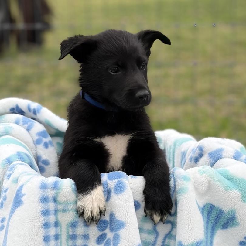 Enlarge Chaplin, a Adoptable mixed breed in Ennis, TX image 2/3