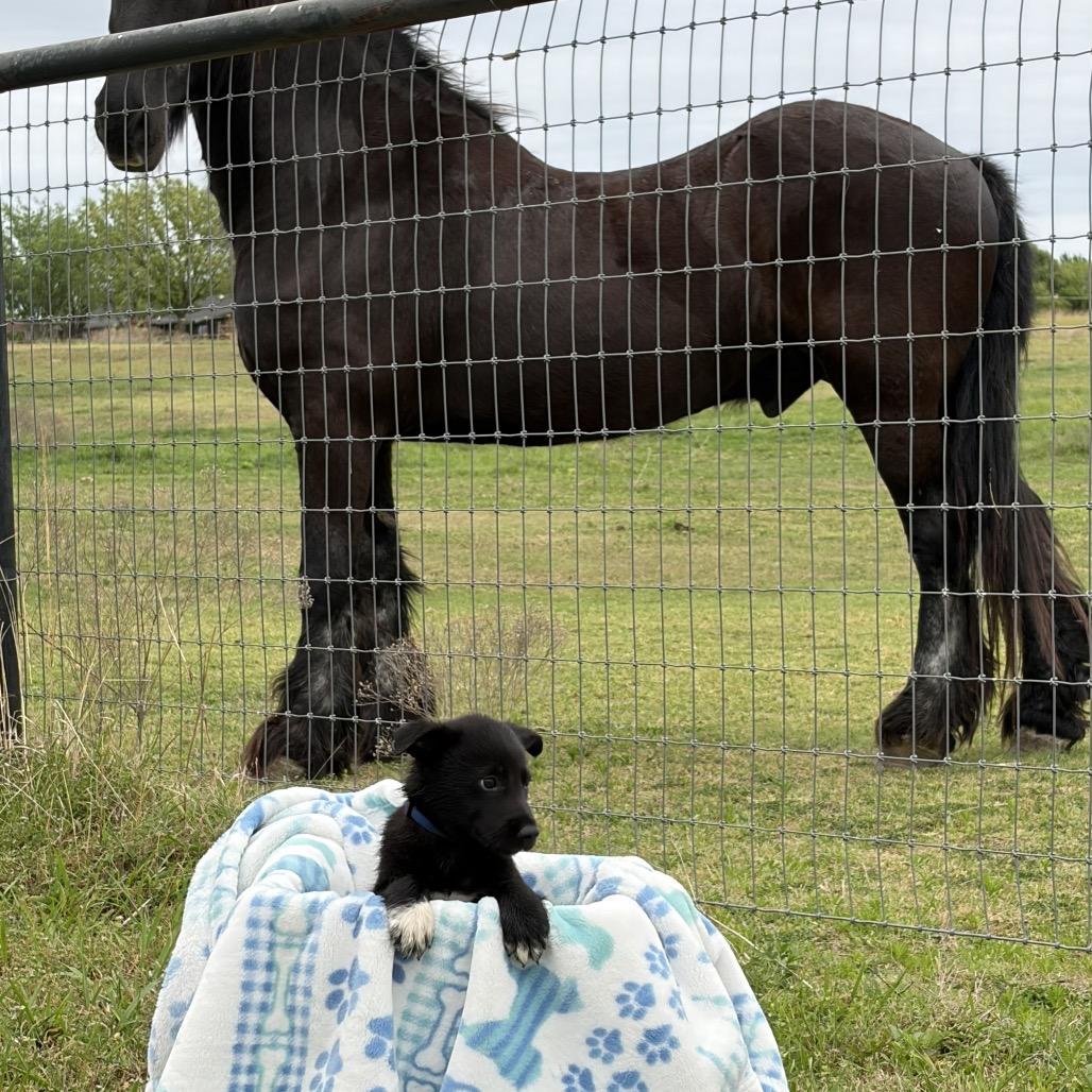 Enlarge Chaplin, a Adoptable mixed breed in Ennis, TX image 3/3