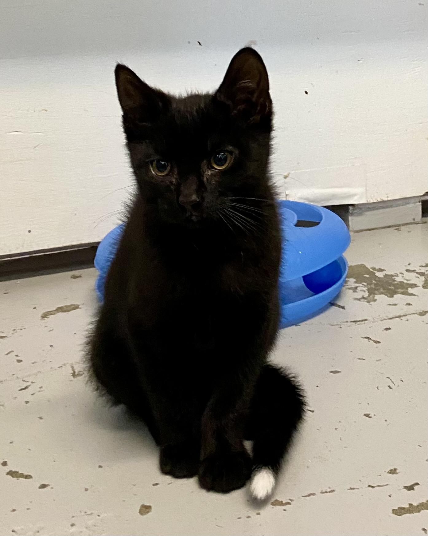 Tippy, a Adoptable Domestic Short Hair in Stanstead, QC image 2/5