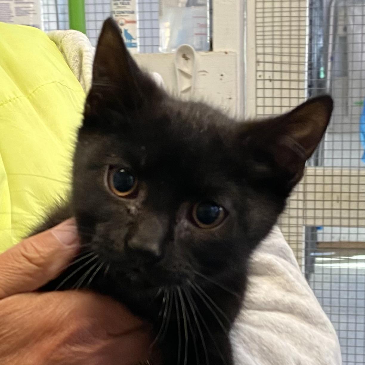 Tippy, Adoptable, Kitten Male Domestic Short Hair.