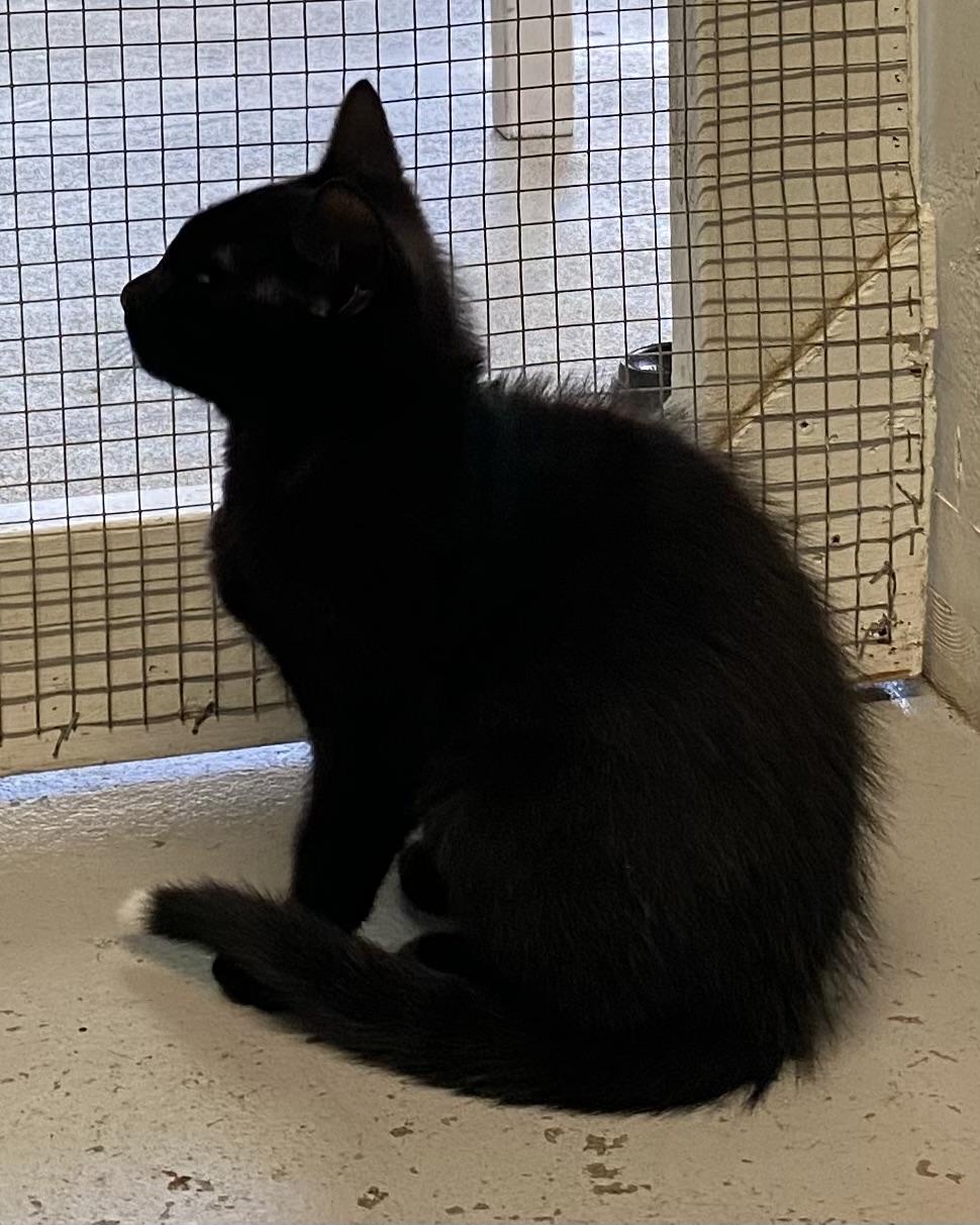 Enlarge Tippy, a Adoptable Domestic Short Hair in Stanstead, QC image 3/5