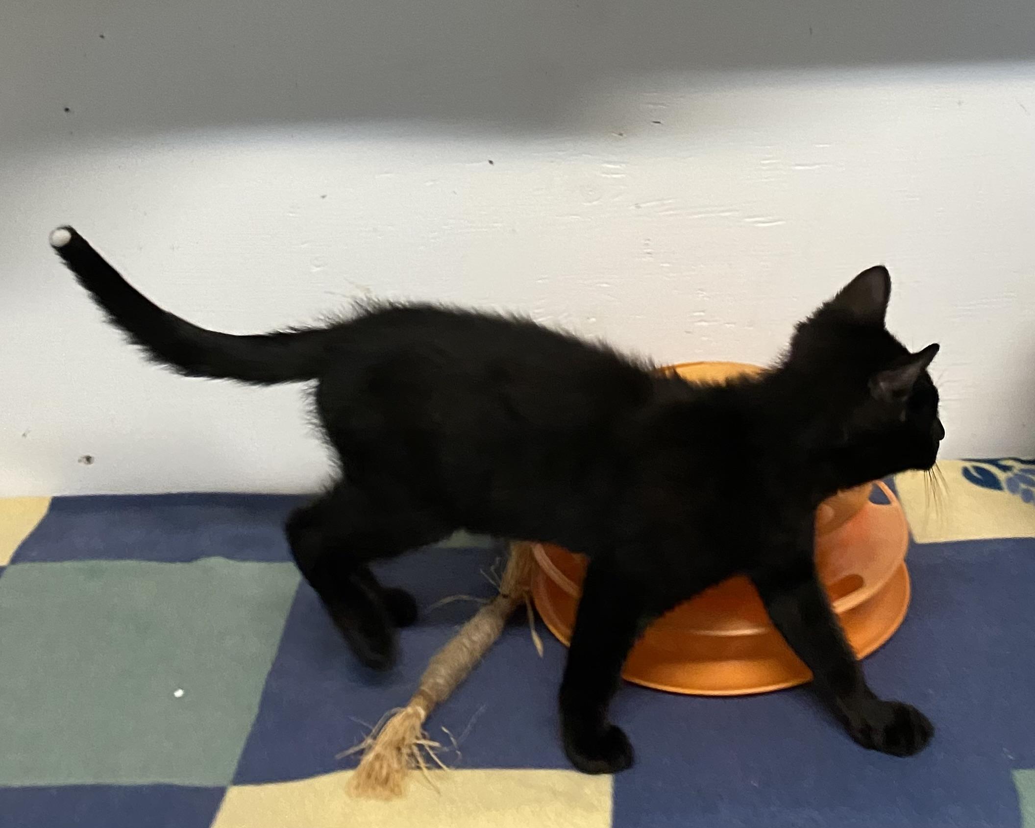 Tippy, a Adoptable Domestic Short Hair in Stanstead, QC image 4/5