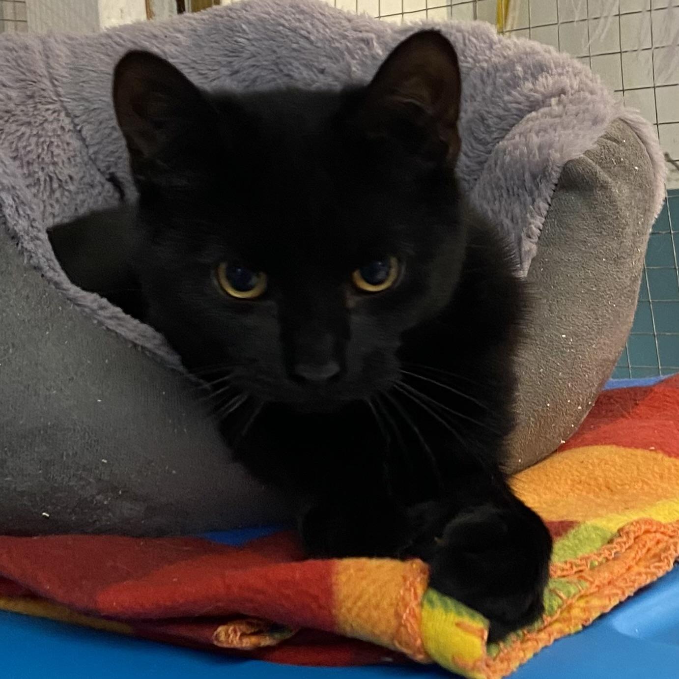 Enlarge Tippy, a Adoptable Domestic Short Hair in Stanstead, QC image 1/5