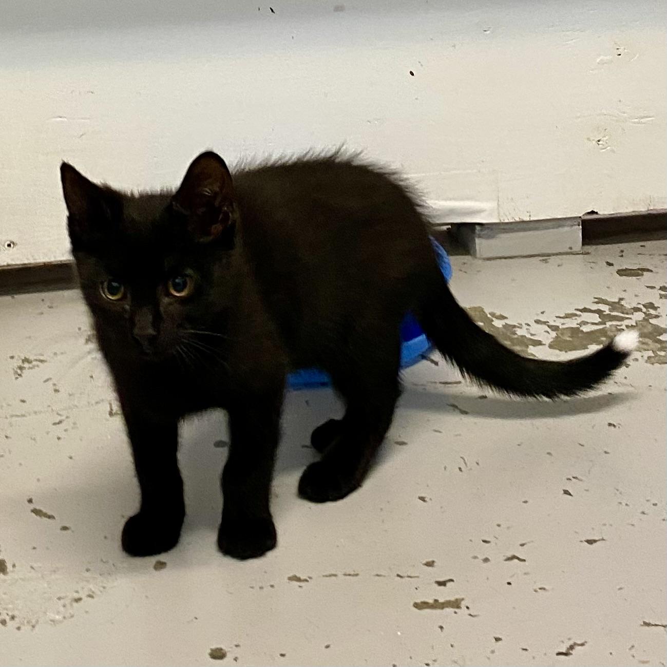 Tippy, a Adoptable Domestic Short Hair in Stanstead, QC image 5/5