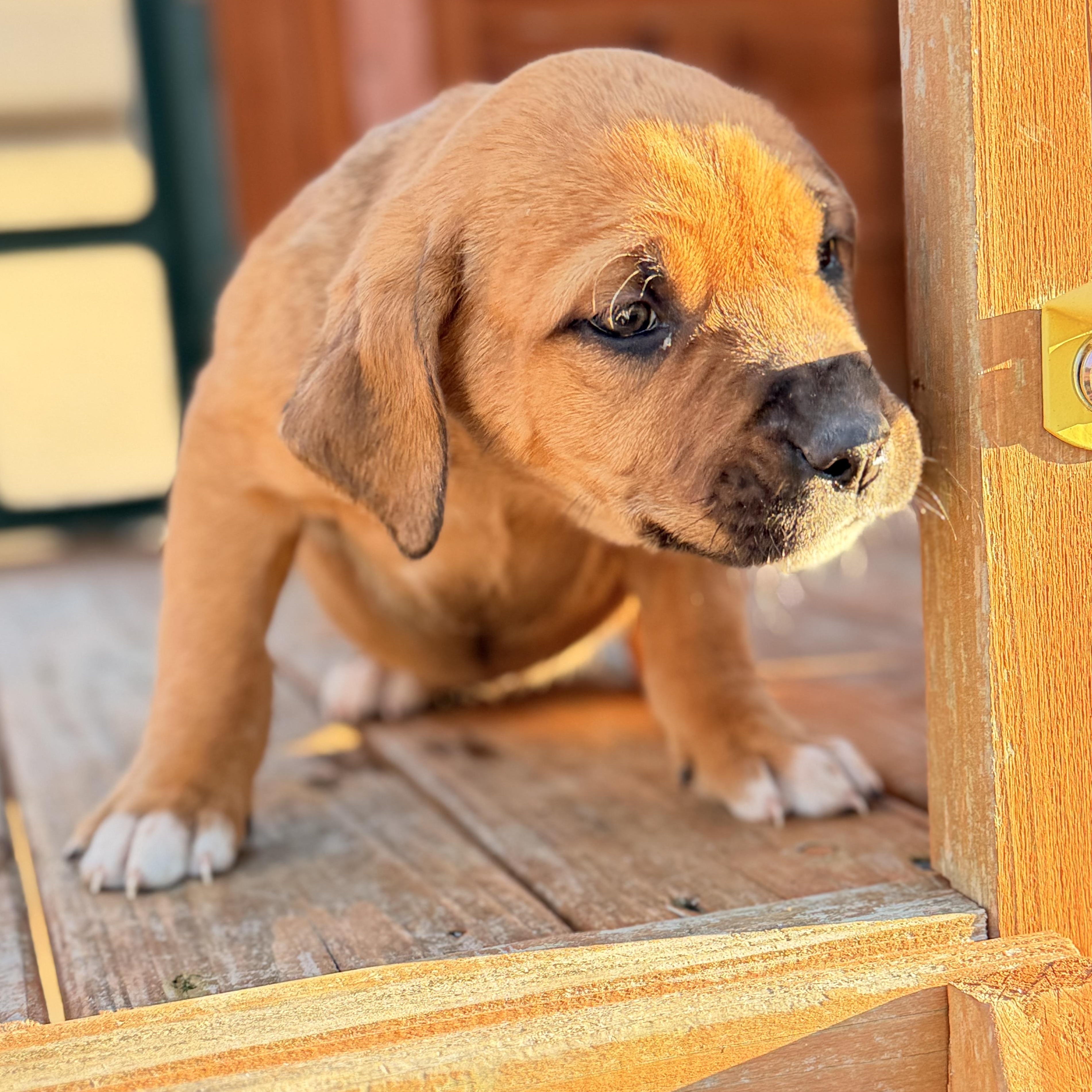 Enlarge Cierra, a hold mixed breed in Roanoke, VA image 4/6