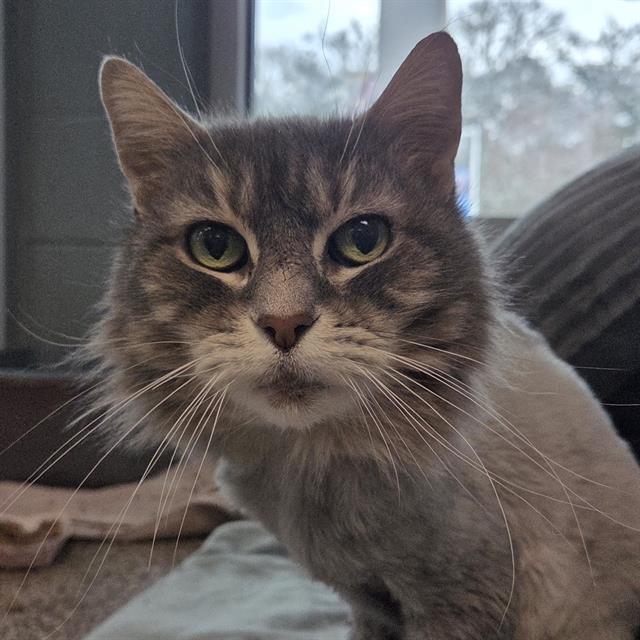 BERTIE, Adoptable, Adult Female Domestic Long Hair.