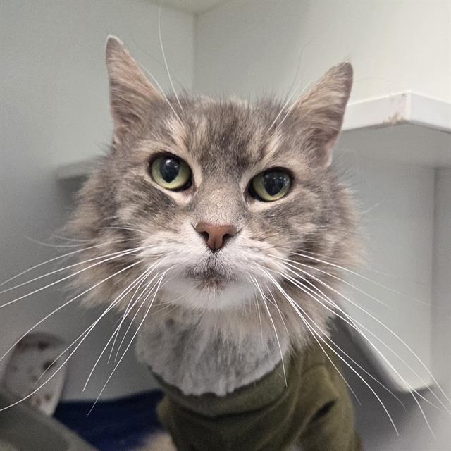 BERTIE, Adoptable, Adult Female Domestic Long Hair.