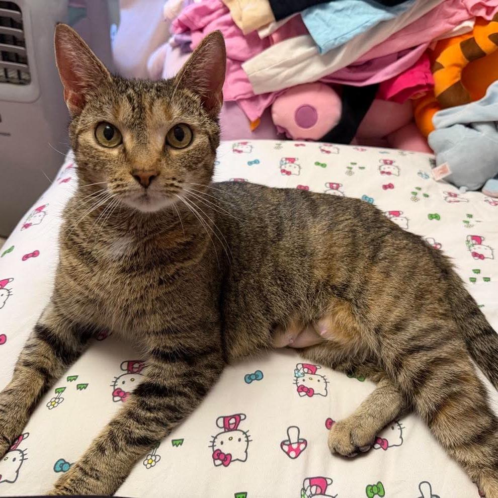 Trix, Adoptable, Young Female Domestic Short Hair.