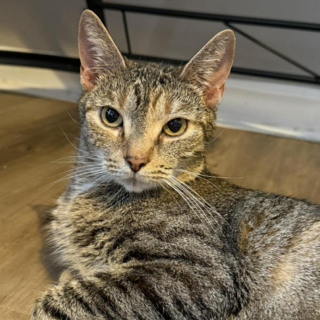 Trix, a Adoptable Domestic Short Hair in Jarrettsville, MD image 2/6