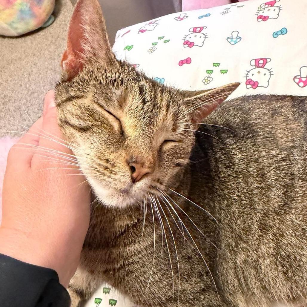 Trix, a Adoptable Domestic Short Hair in Jarrettsville, MD image 5/6