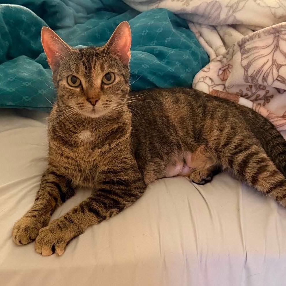 Trix, a Adoptable Domestic Short Hair in Jarrettsville, MD image 6/6