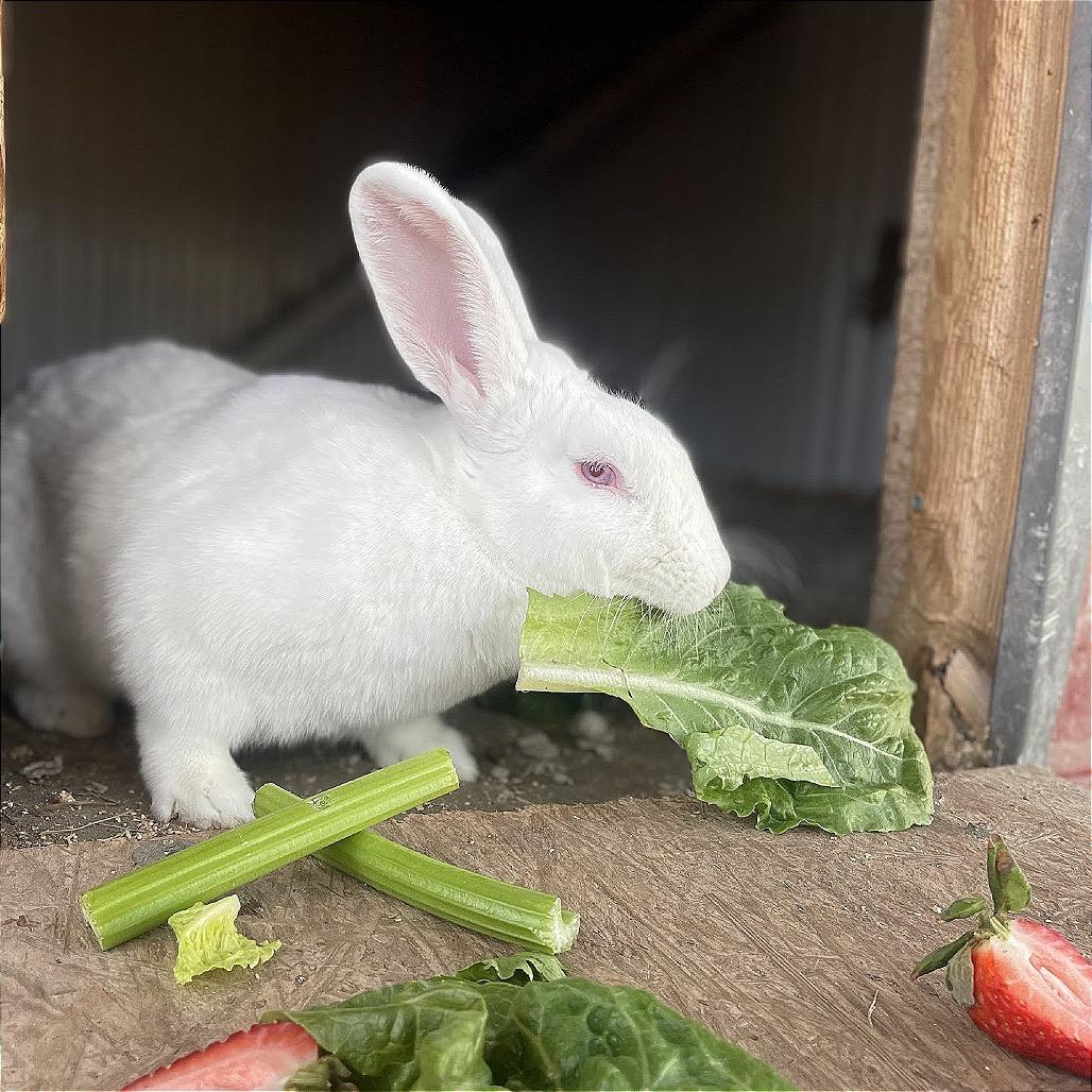 Enlarge Paisley, a Adoptable New Zealand in Nowata, OK image 2/2