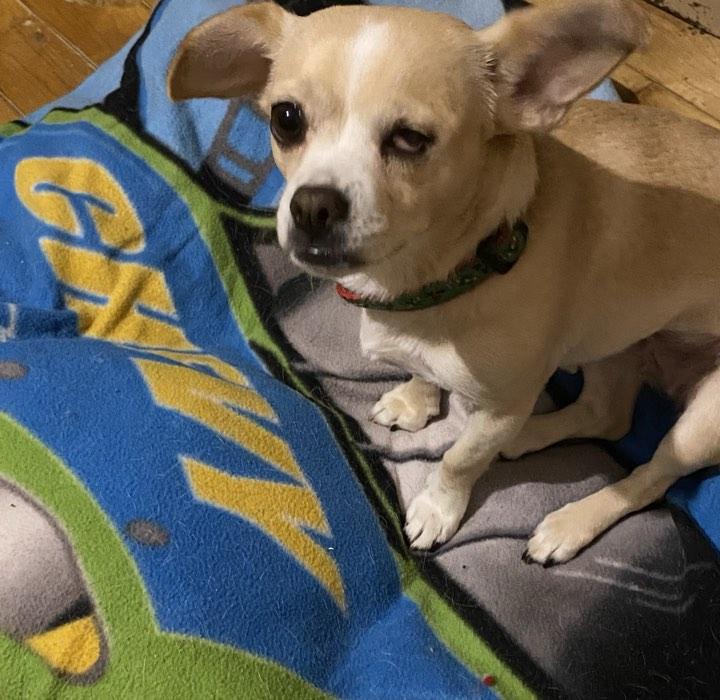 Enlarge Ethel, a ADOPTABLE mixed breed in Danville, VT image 4/6