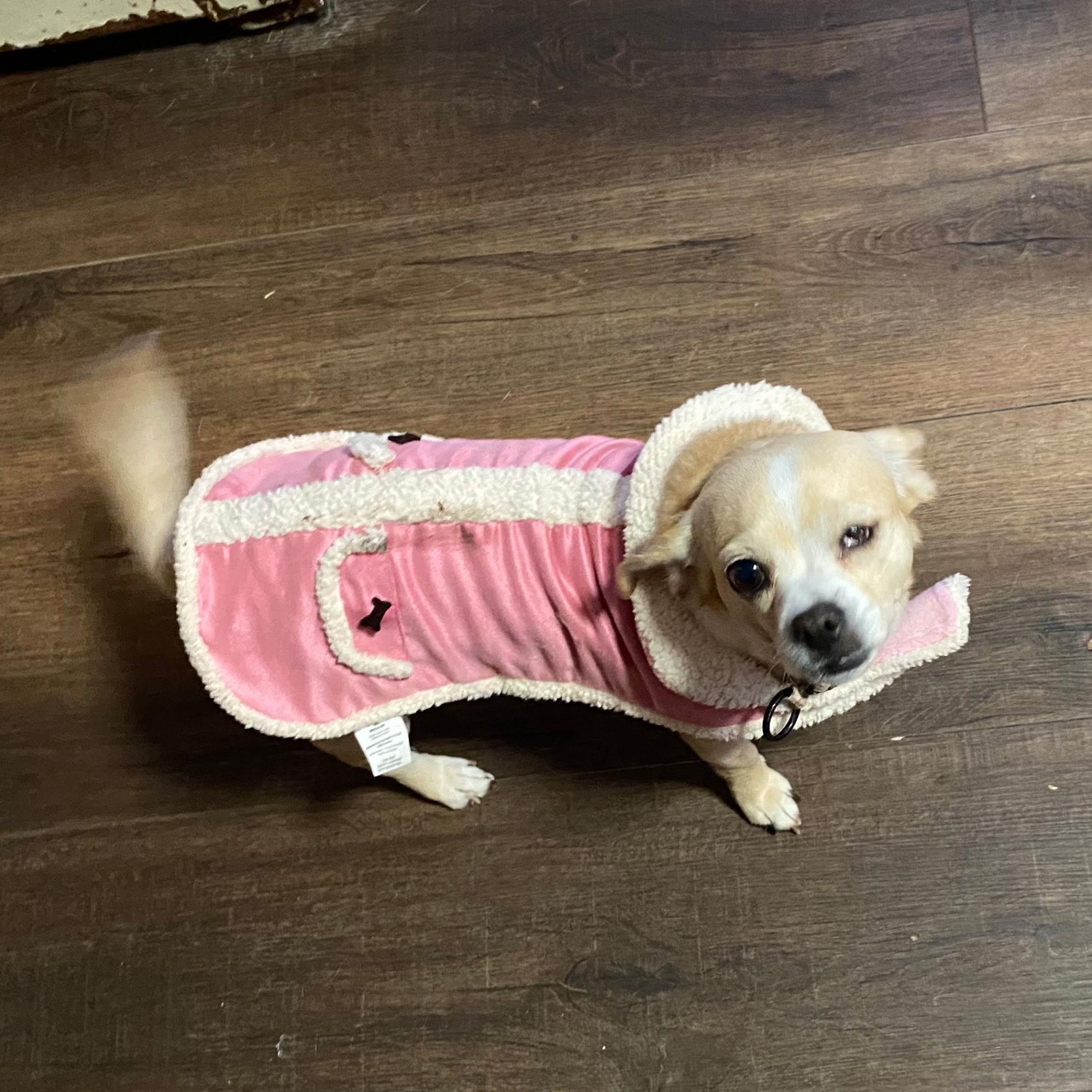 Enlarge Ethel, a ADOPTABLE mixed breed in Danville, VT image 6/6