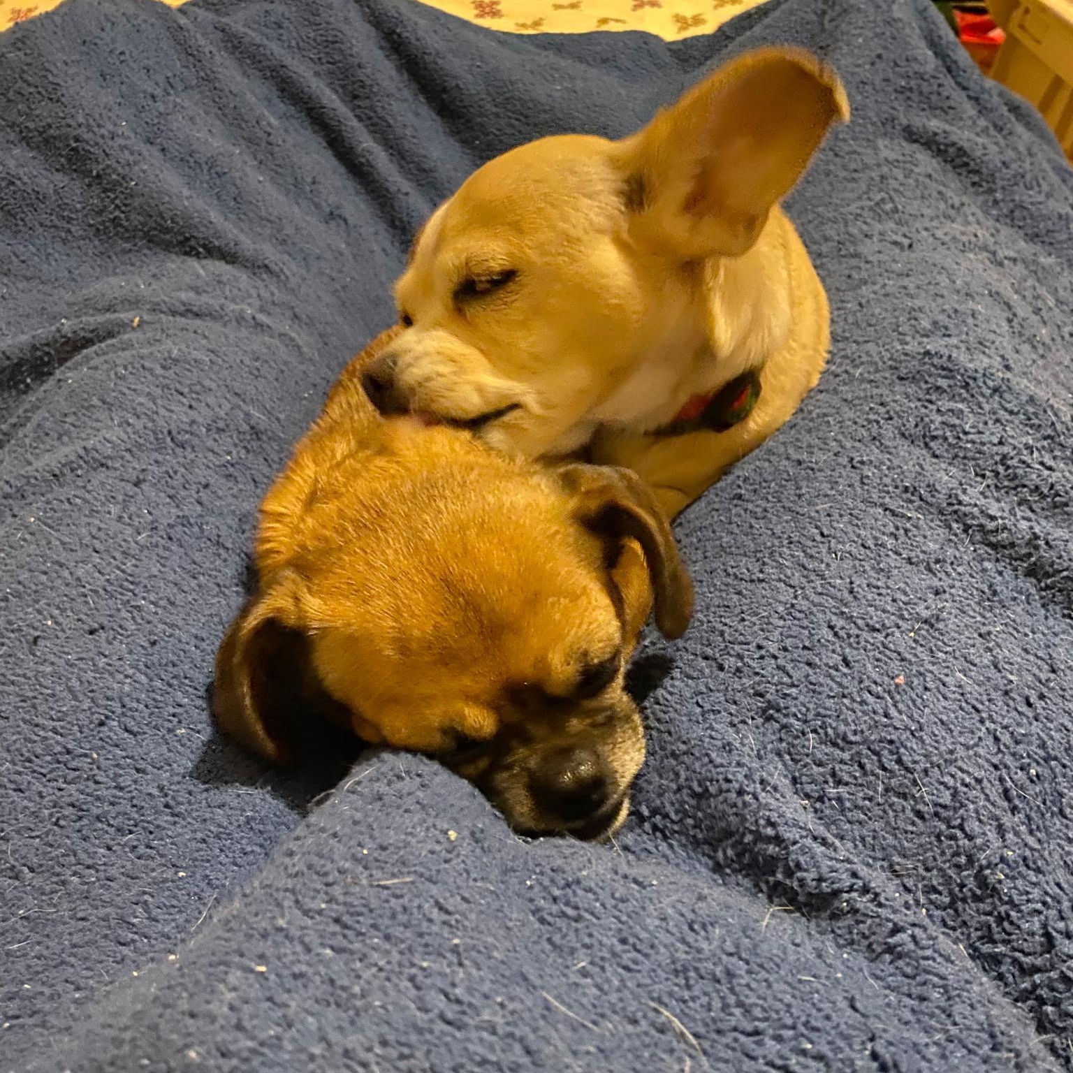 Ethel, ADOPTABLE, Adult Female Chihuahua & Dachshund.