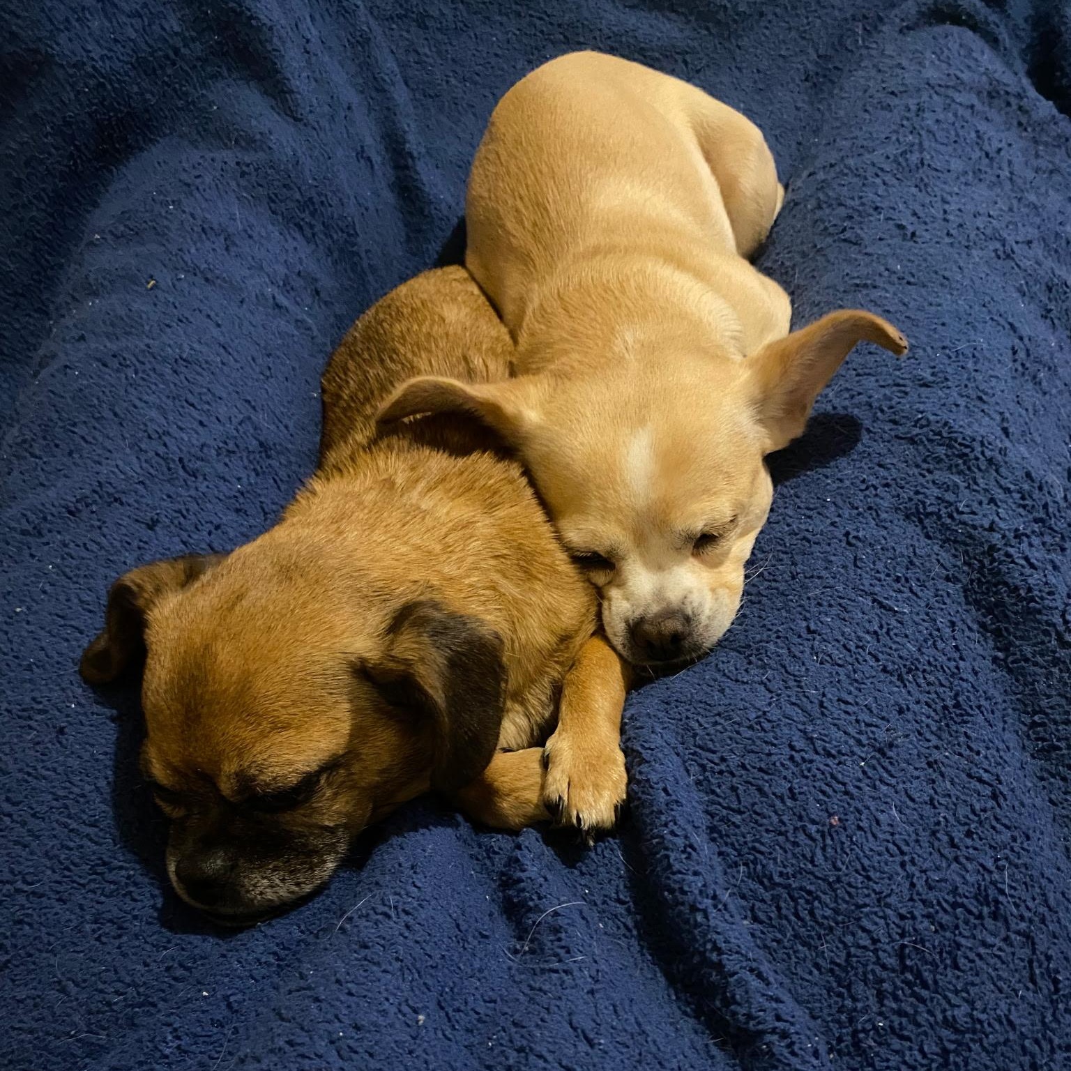 Enlarge Ethel, a ADOPTABLE mixed breed in Danville, VT image 3/6