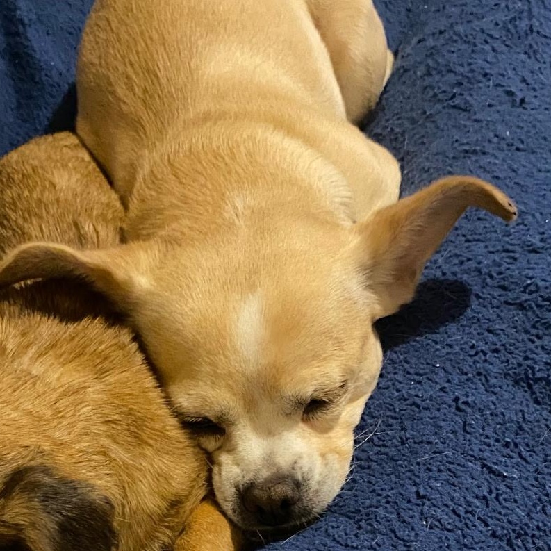 Enlarge Ethel, a ADOPTABLE mixed breed in Danville, VT image 2/6