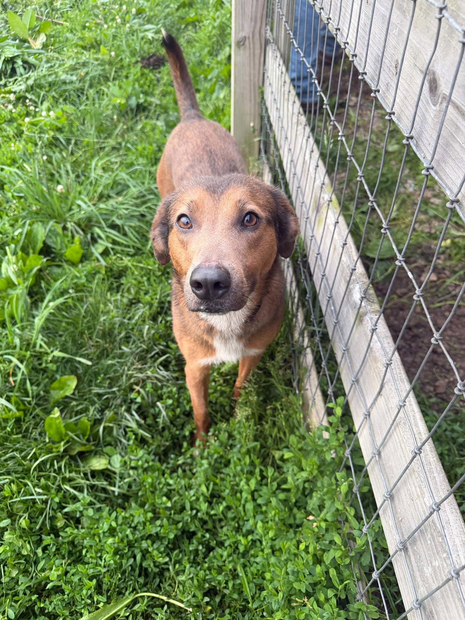 Enlarge Vera, a Adoptable Shepherd in Ashville, OH image 2/2