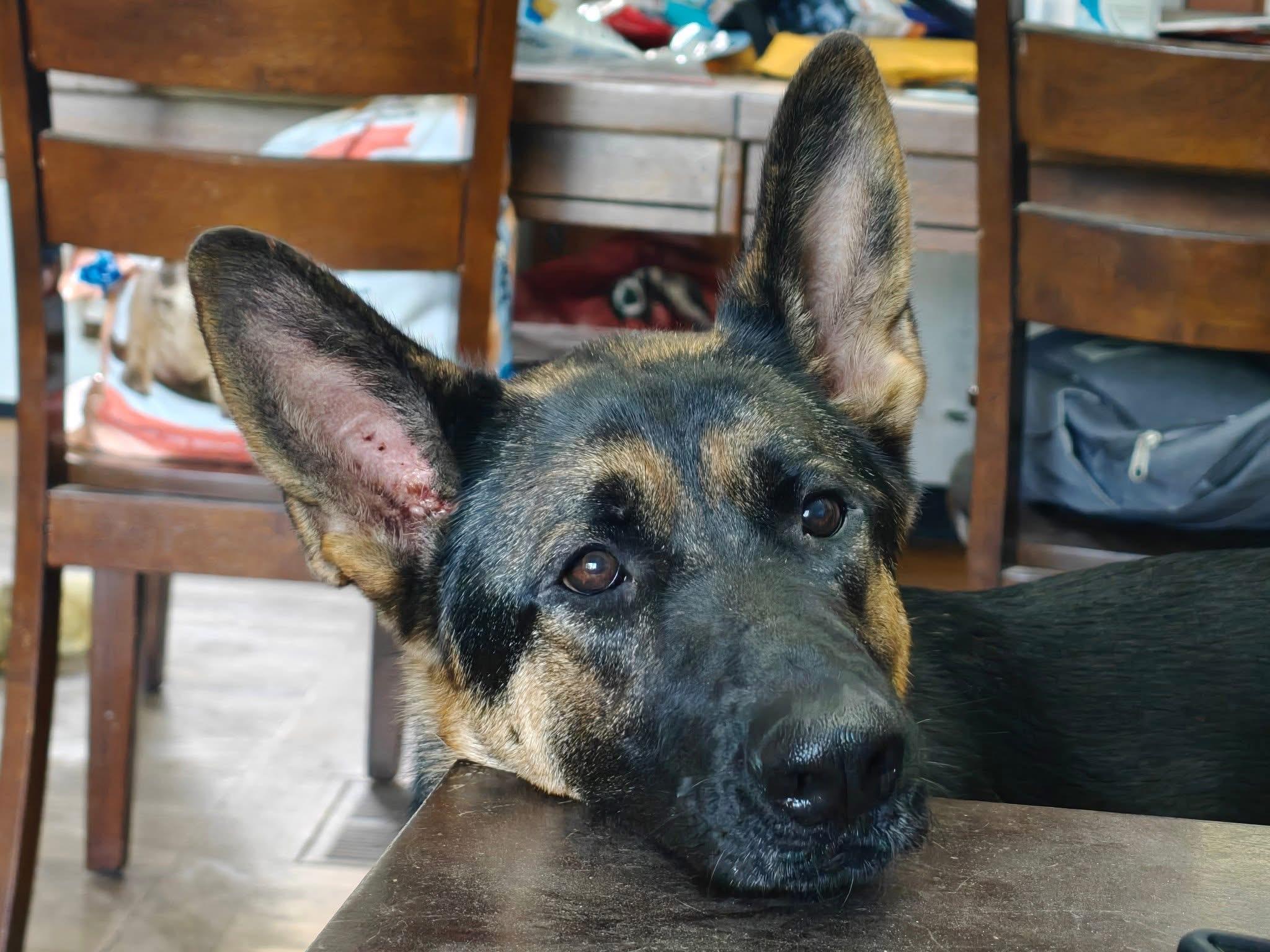 Baron (Charlie) Female