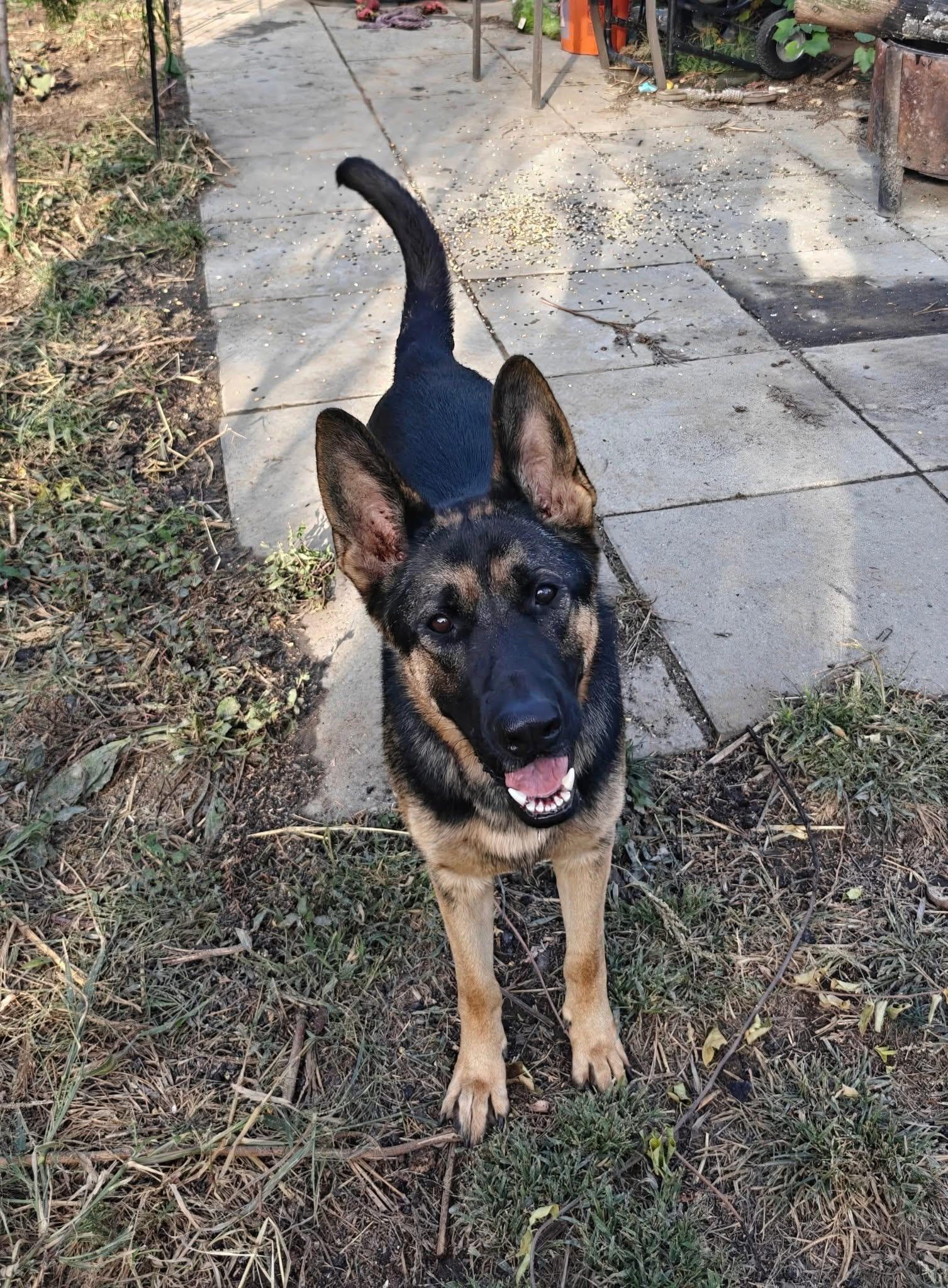 Enlarge Baron (Charlie) Female, a Adoptable German Shepherd Dog in New Rochelle, NY image 2/3