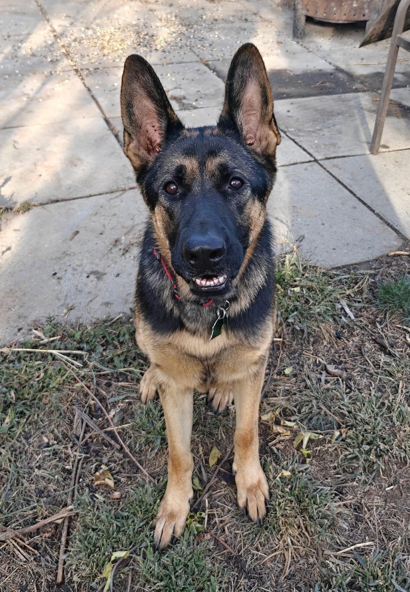 Baron (Charlie) Female