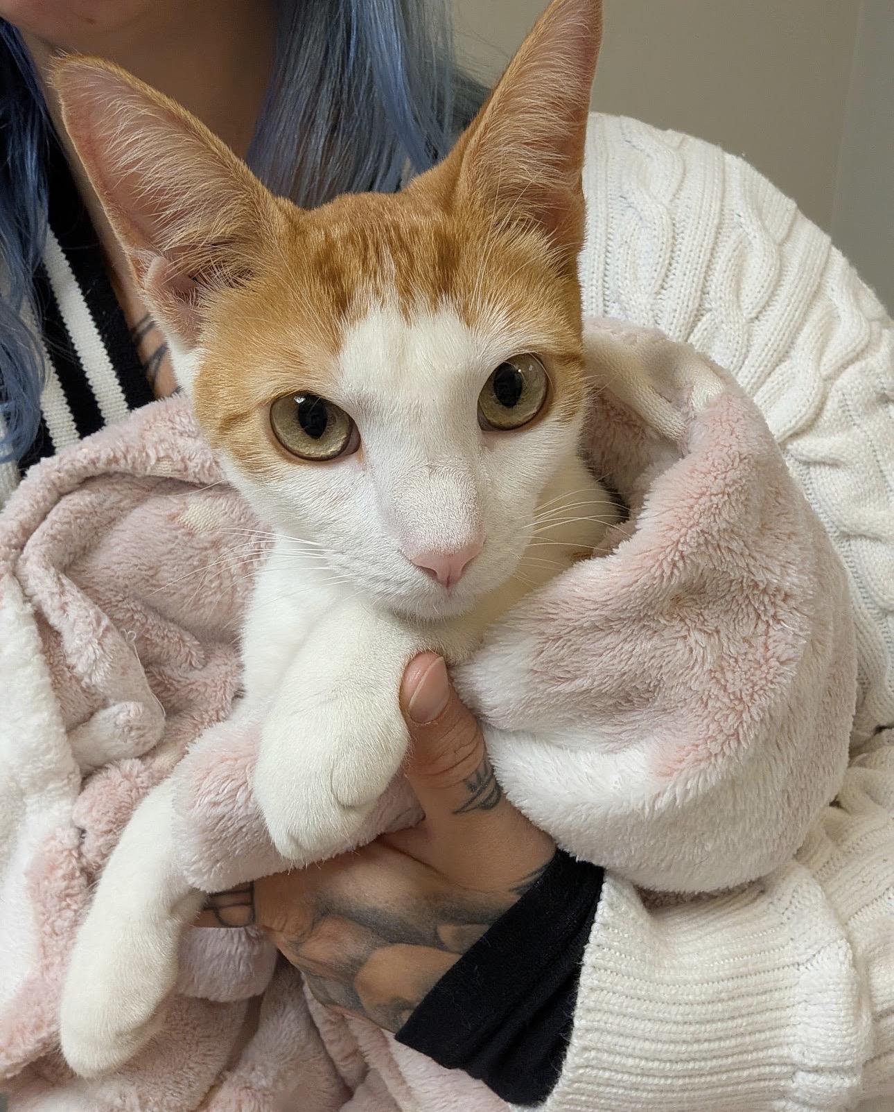FRANCISCO - best cat ever!, a Adoptable mixed breed in Pittsfield, MA image 2/6