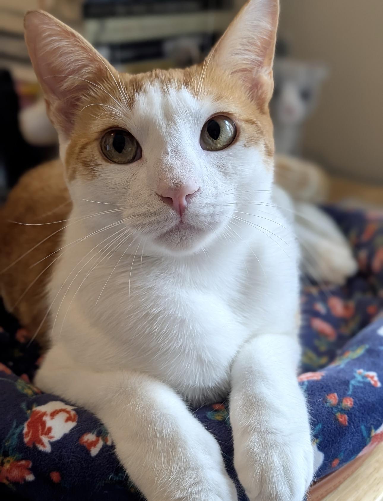 FRANCISCO - best cat ever!, a Adoptable mixed breed in Pittsfield, MA image 1/6