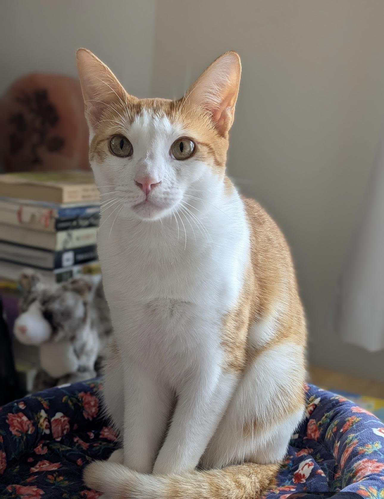 FRANCISCO - best cat ever!, a Adoptable mixed breed in Pittsfield, MA image 3/6