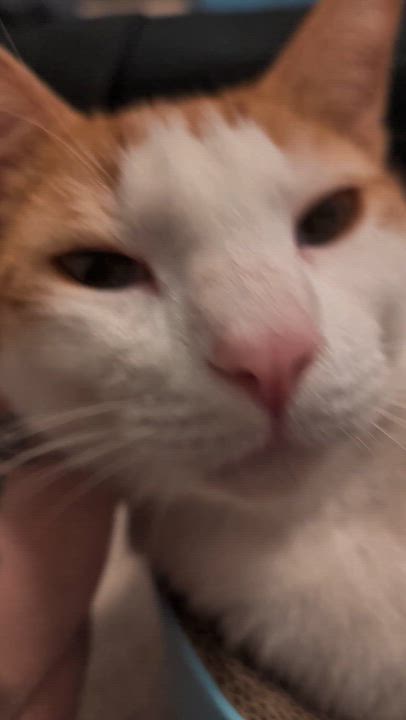 Enlarge FRANCISCO - best cat ever!, a Adoptable mixed breed in Pittsfield, MA video 4/6